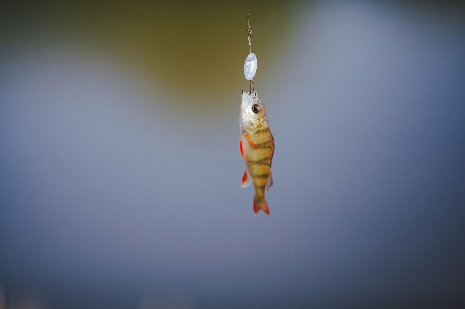 A small fish with a striped pattern and bright orange fins hangs from a fishing hook, suspended by a thin fishing line. Above the fish, a shiny lure dangles, reflecting light. The background is blurred, suggesting the fish was caught in a body of water. The image captures a precise moment in fishing, highlighting the fish and the equipment used to reel it in.